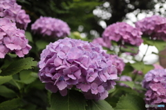 道端に咲く花