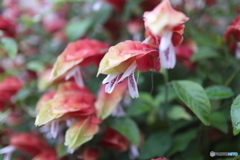 道端に咲く花
