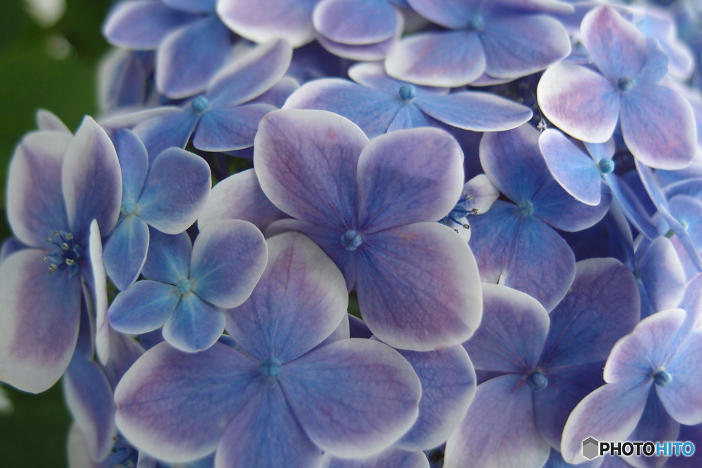 道端に咲く花