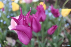 道端に咲く花