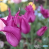 道端に咲く花