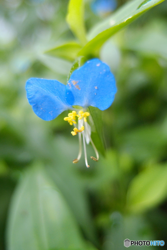 道端に咲く花
