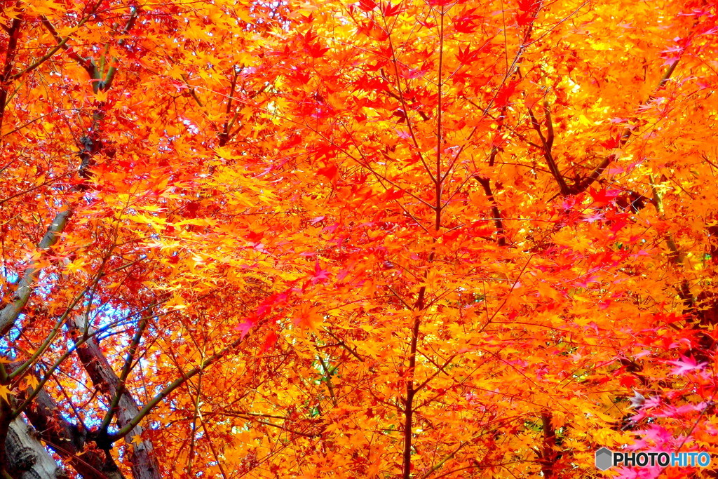 紅葉
