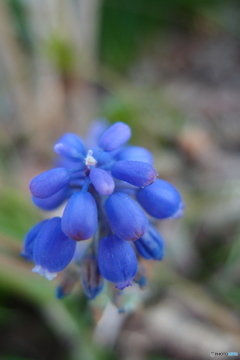 道端に咲く花