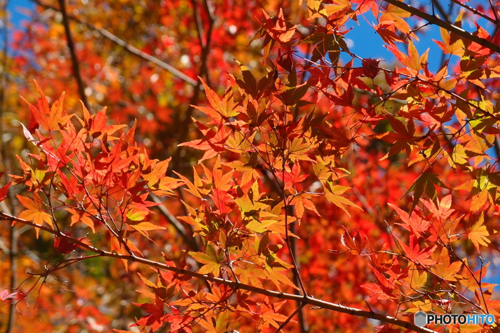 紅葉