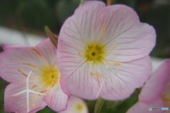 道端に咲く花