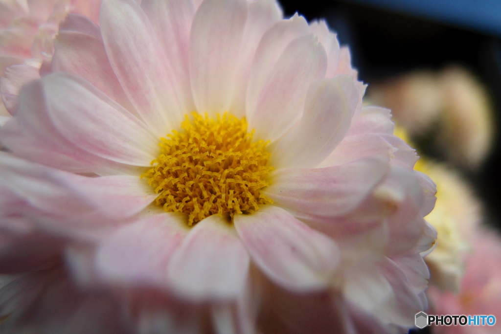 道端に咲く花