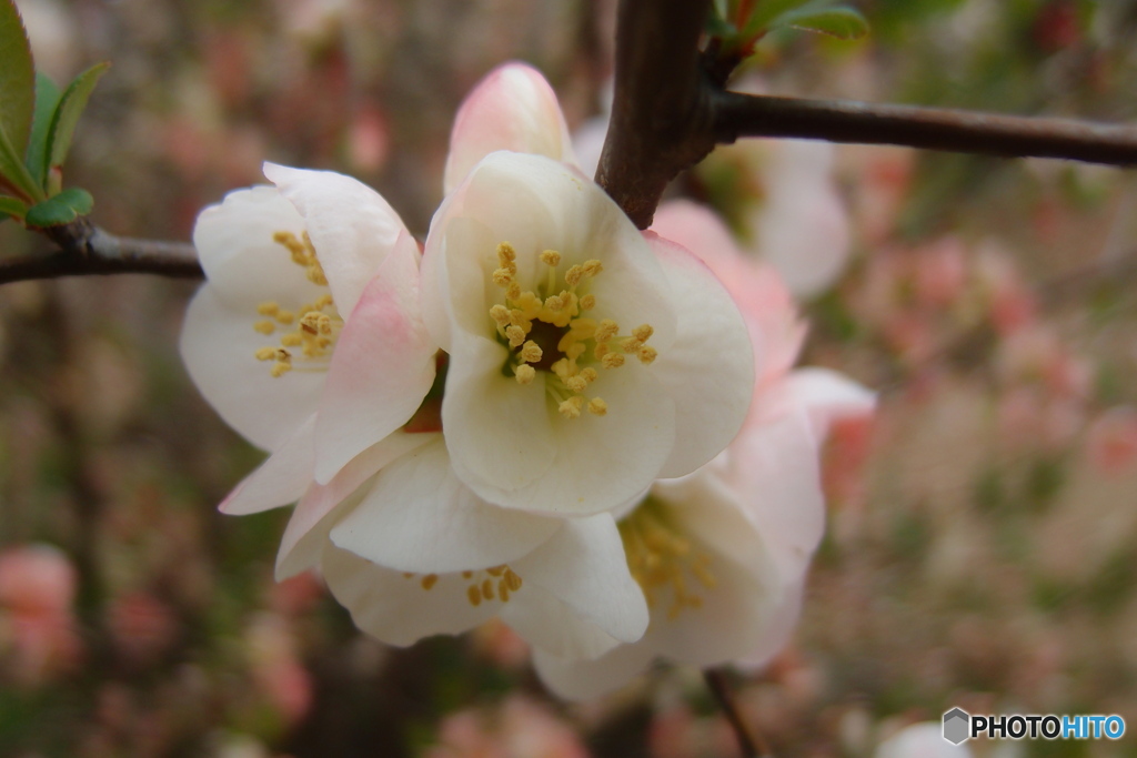 道端に咲く花