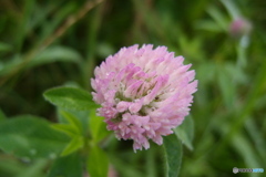 道端に咲く花