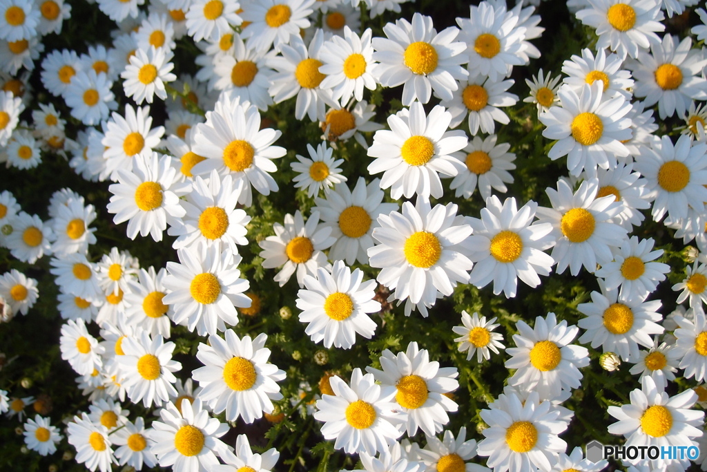 道端に咲く花