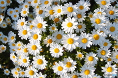 道端に咲く花