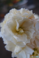 道端に咲く花