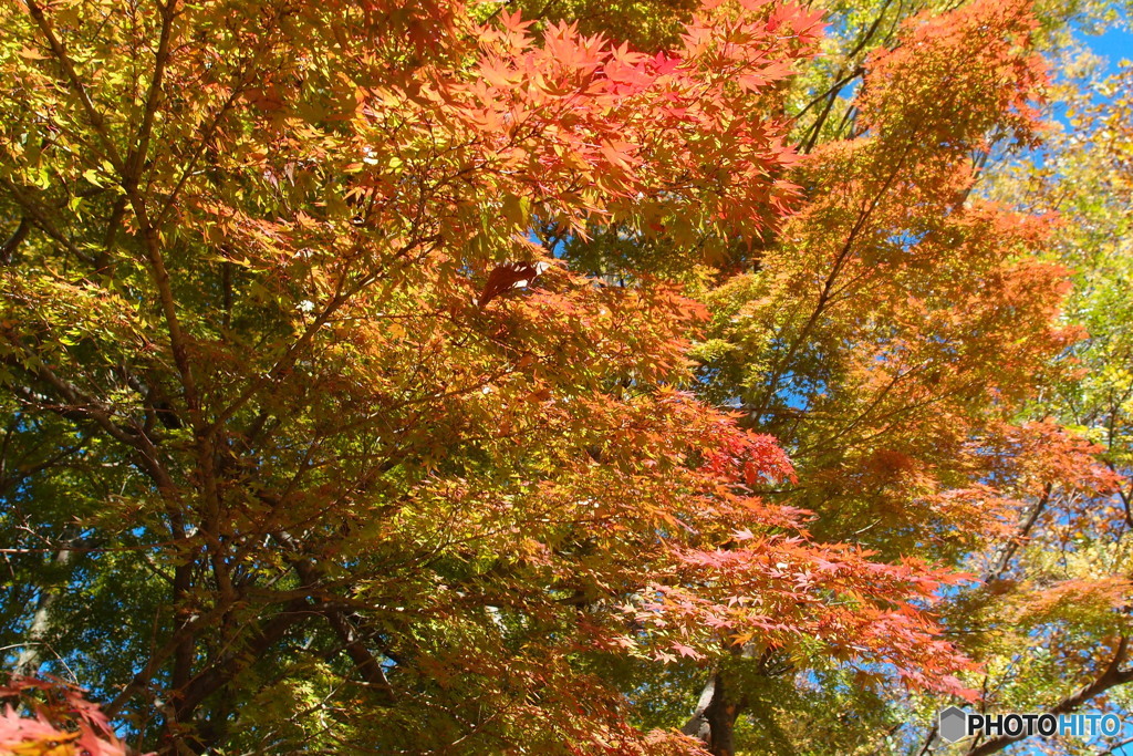 紅葉