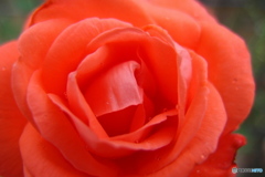 道端に咲く花