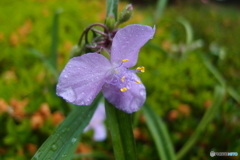 道端に咲く花
