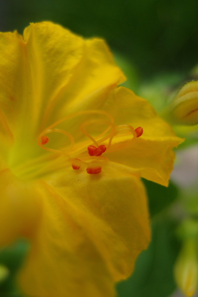 道端に咲く花