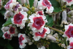 名も知らぬ花