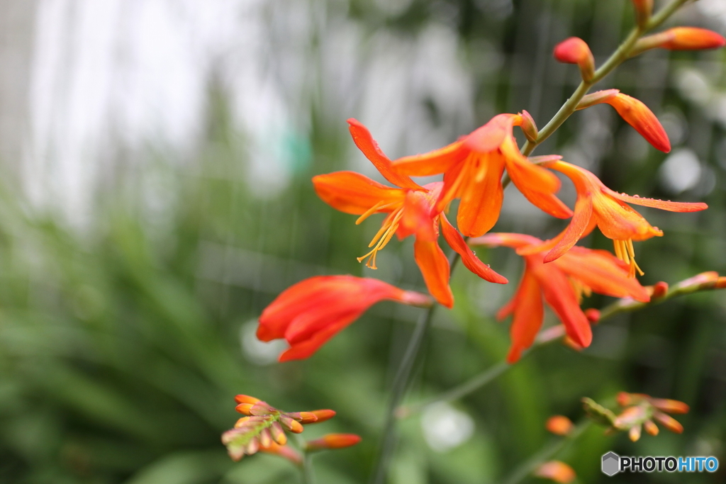 道端に咲く花