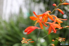 道端に咲く花
