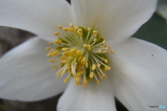 道端に咲く花