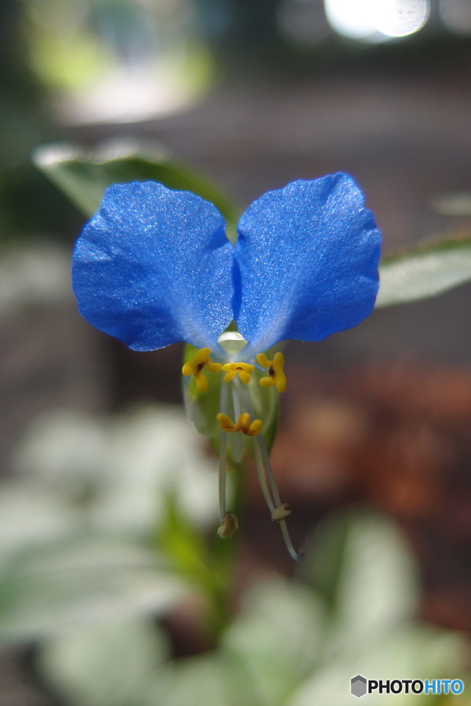 道端に咲く花