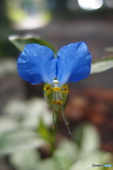 道端に咲く花