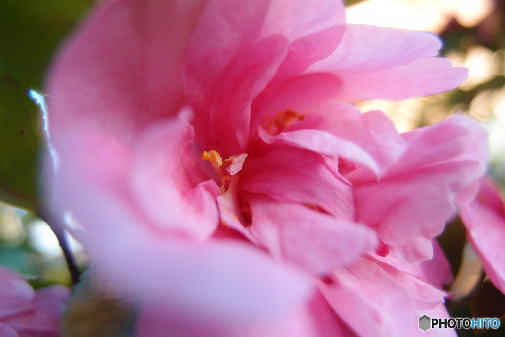 道端に咲く花