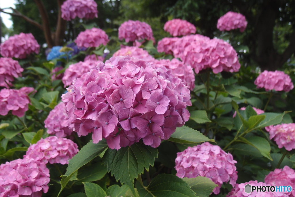 道端に咲く花