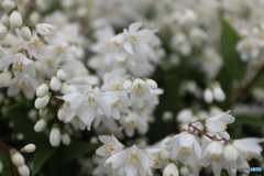 道端に咲く花