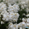 道端に咲く花