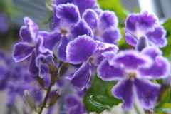道端に咲く花