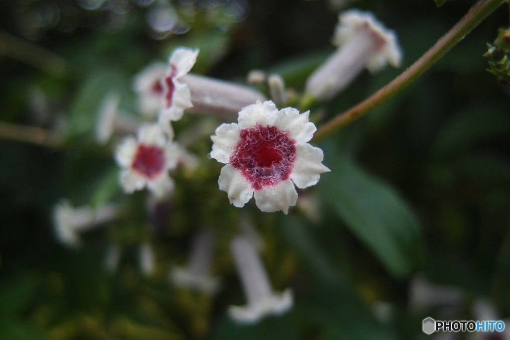 道端に咲く花