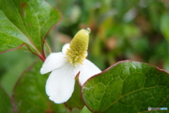 道端に咲く花