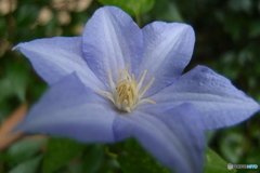 道端に咲く花