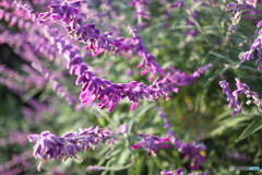 道端に咲く花