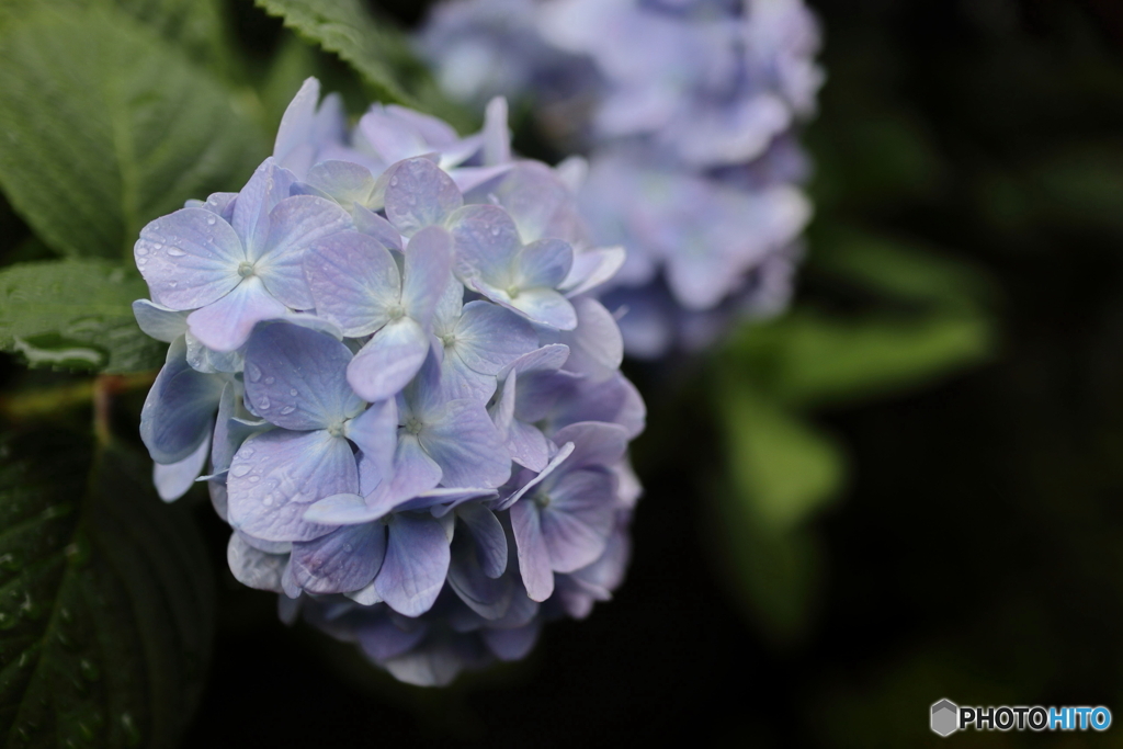 道端に咲く花