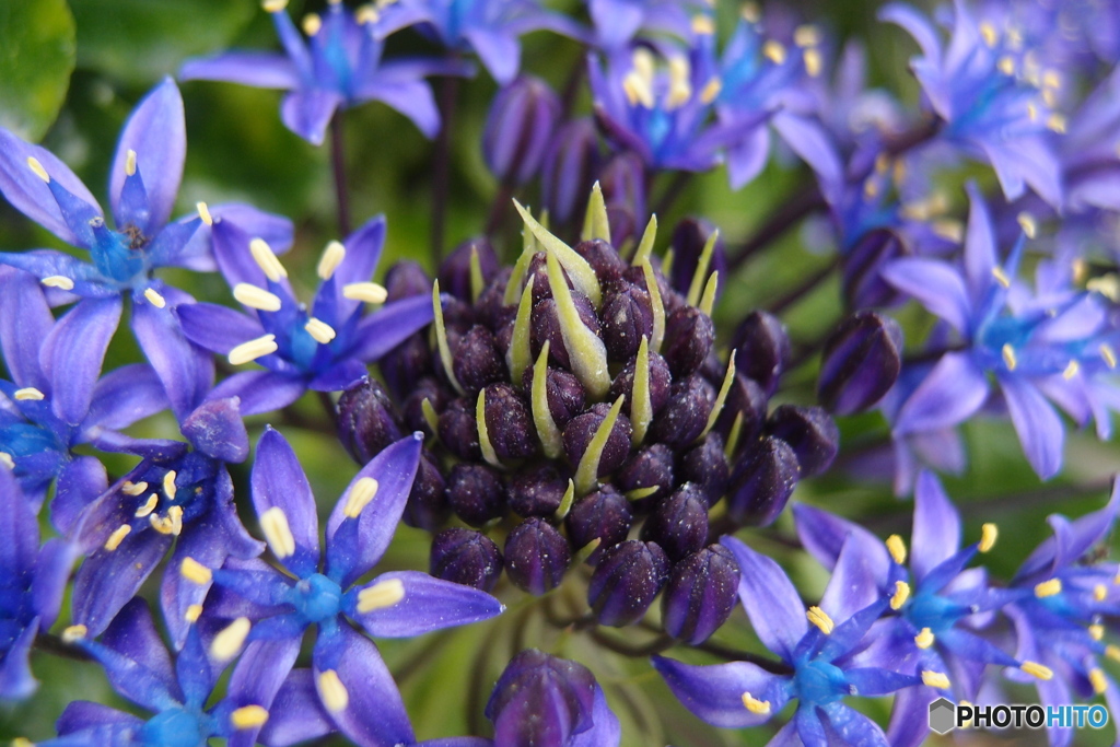 道端に咲く花