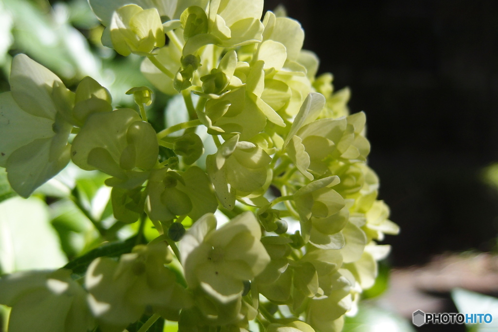 道端に咲く花