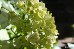 道端に咲く花