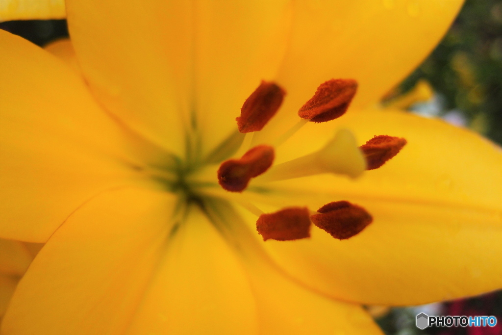 道端に咲く花