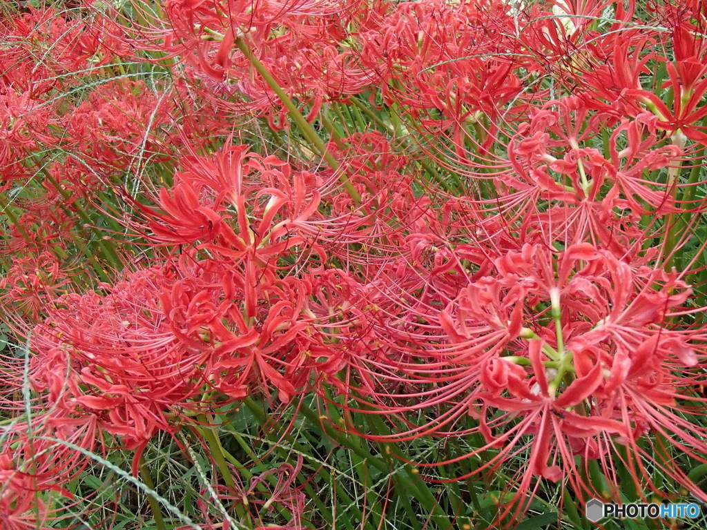 道端に咲く花