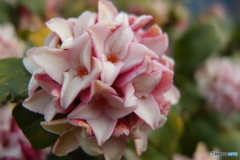 道端に咲く花