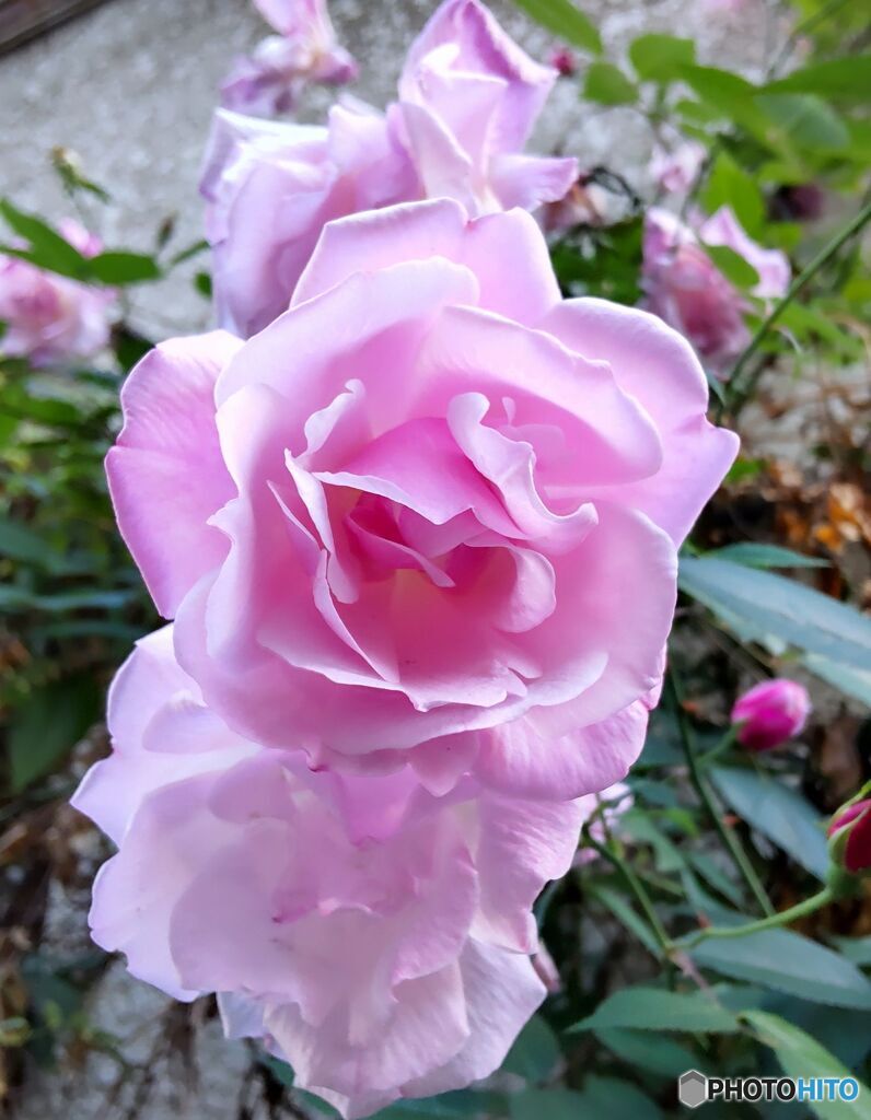 道端に咲く花