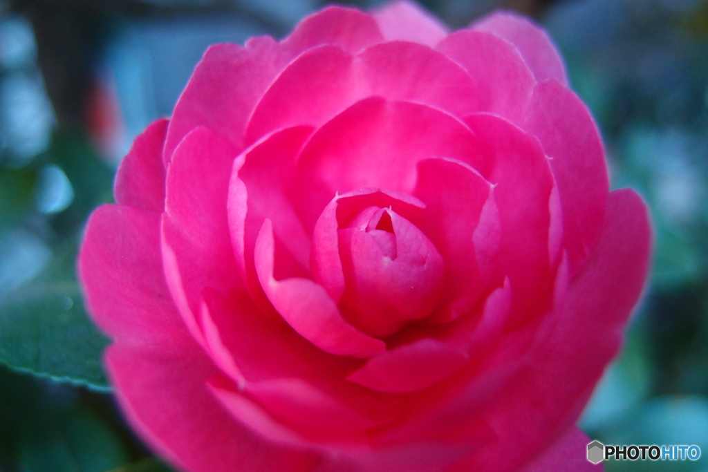 道端に咲く花