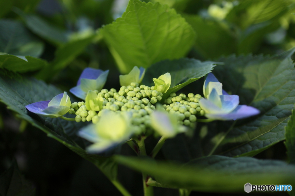 道端に咲く花
