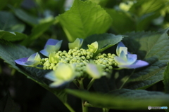 道端に咲く花