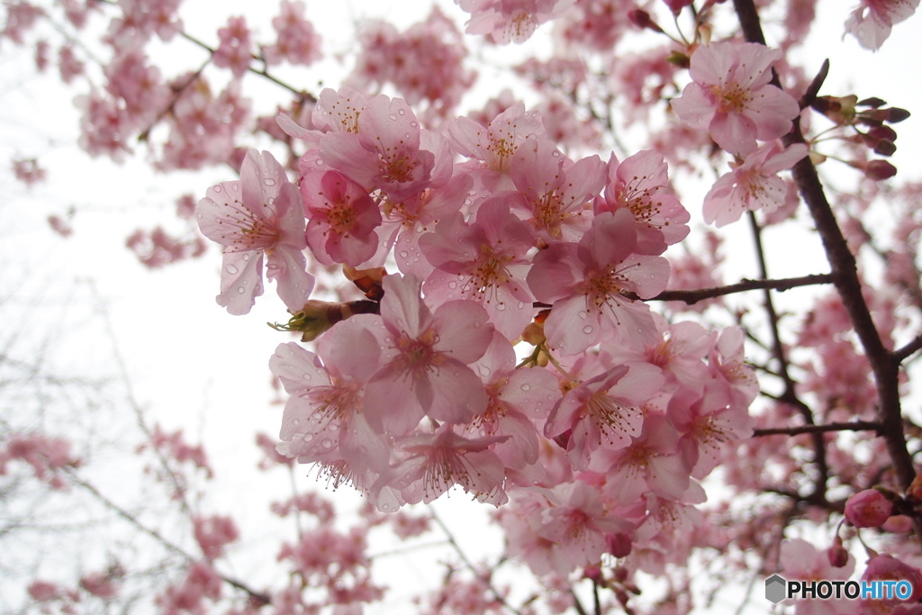 道端に咲く花