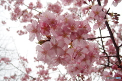 道端に咲く花
