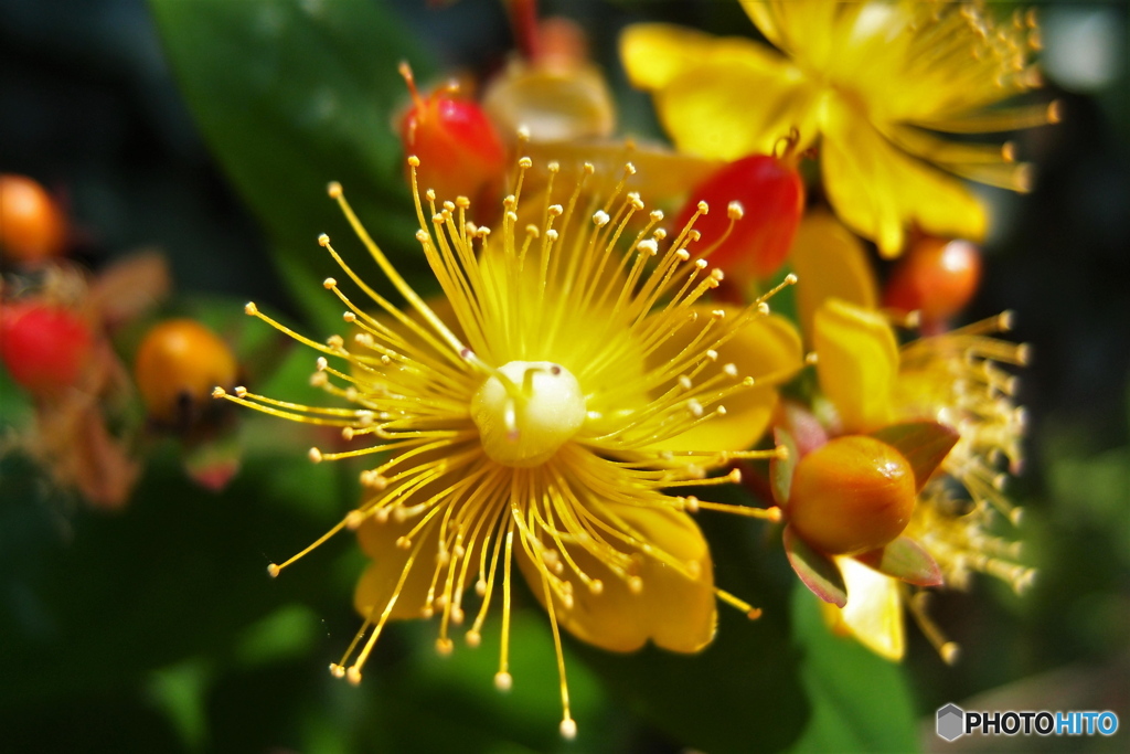 道端に咲く花