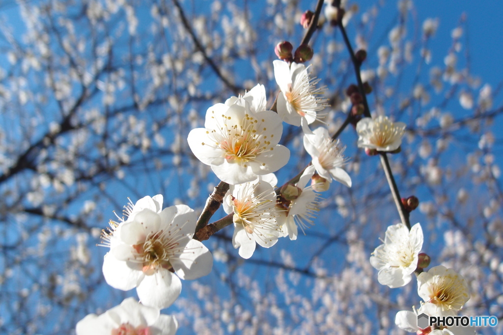 道端に咲く花